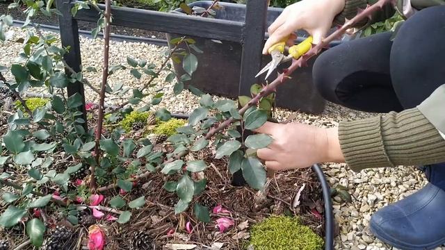 Обрезаем многолетники. Хвойные растения на новой клумбе у пруда. смотреть онлайн