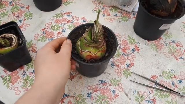 Мои гиппеаструмы. Первый опыт с магазинными! ?!!! смотреть онлайн