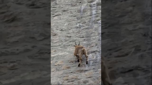 КОЗЕРОГИ смотреть онлайн