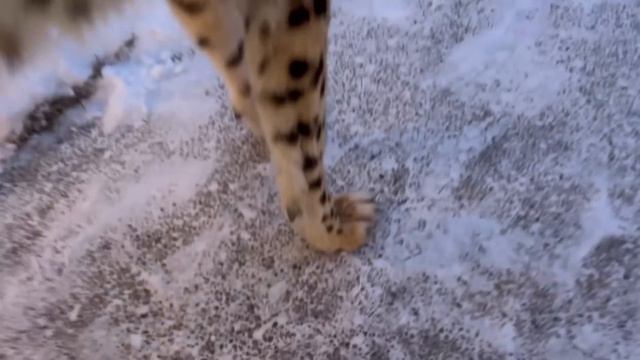 Гепард Герда повредила лапу на прогулке и не даёт ей помочь! смотреть онлайн