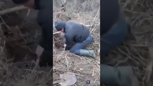 Ловим лис руками смотреть онлайн