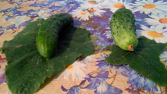 Сравниваю сорта огурцов смотреть онлайн