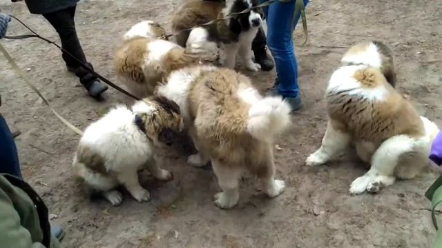 Щенки играют друг с другом. Московская сторожевая. смотреть онлайн