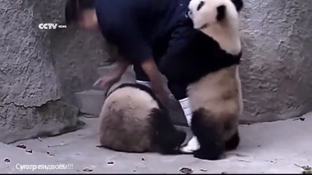 Панды чихают! А с ними не так и просто... смотреть онлайн