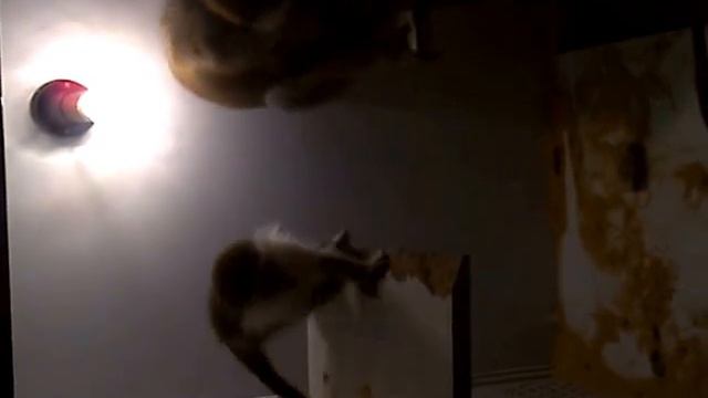 Выставка обезьян в ТЦ "Омега" г. Набережные Челны смотреть онлайн