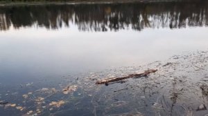 Моя Лучшая блесна на щуку. Mepps Black Fury.