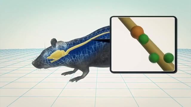 Самый ОПАСНЫЙ хомяк! Скорпионовый хомячок хищный грызун, который воет на Луну смотреть онлайн