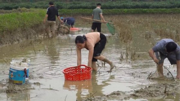 Catching Fish in The Fields, What Dishes do Poor Families Prepare From Fish? Single Mom's Life