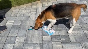 БАТЯ ЗАСТАВИЛ ШЕРЛОКА МЫТЬСЯ, ЧИСТИТЬ ЗУБЫ И СТРИЧЬ НОГТИ. БРОС ШОУ ПЕТ