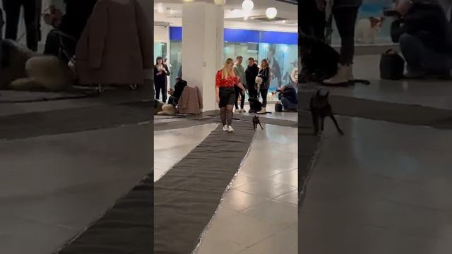 Выставка собак г.Курск. 12.02.2023 ЛС и CAC #цвергпинчер смотреть онлайн
