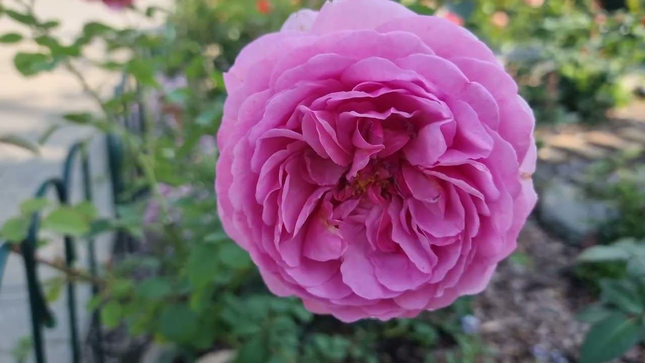 Казанский женский монастырь Ярославль. смотреть онлайн