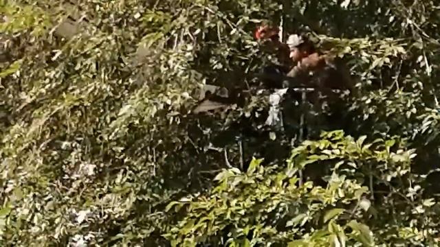 Обрезка сухих веток в московском дворе смотреть онлайн