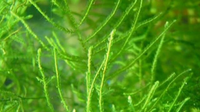 ВСЕ СЕКРЕТЫ СОДЕРЖАНИЯ ЯВАНСКОГО МХА смотреть онлайн