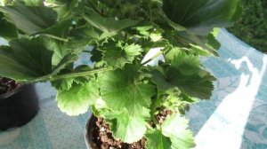 ПОЧЕМУ НЕ ЦВЕТЕТ КОРОЛЕВСКАЯ ГЕРАНЬ .ОСОБЕННОСТИ УХОДА