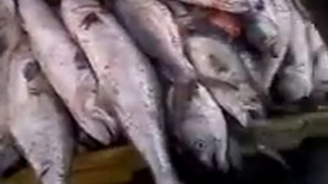 Pescaria no alto mar com ozeas смотреть онлайн