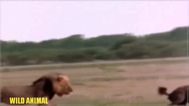 Львы против Гиен. Борьба за выживание HD