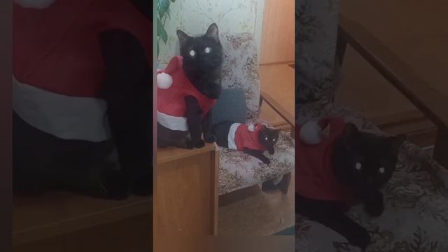 Лишь о том, что всё пройдет, вспоминать не надо❄🎄❄ смотреть онлайн