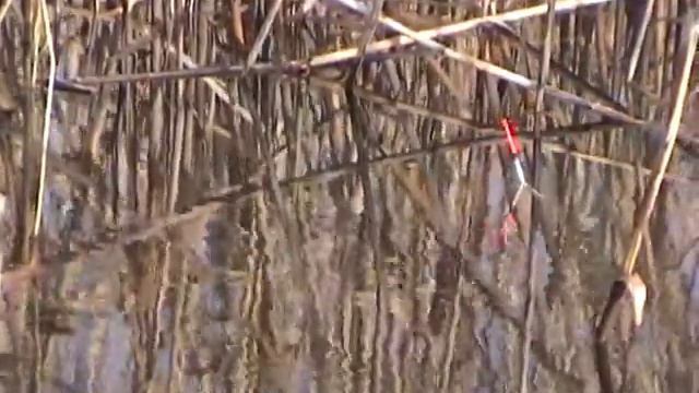 Голодный карась смотреть онлайн