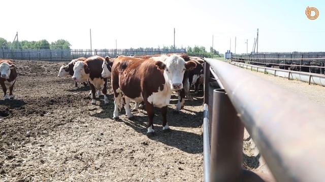 БЫК ВЕСОМ В 1 ТОННУ | АГРОЭКСПЕДИЦИЯ смотреть онлайн