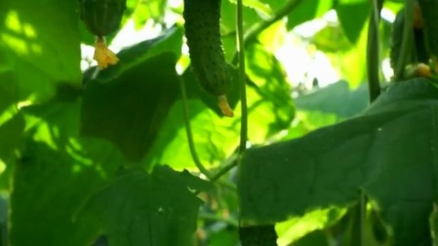 1 КАПЛЯ И ОГУРЦОВ НАРАСТАЕТ ТОННА #огурцы #сад #удобрения #дача #подкормка смотреть онлайн