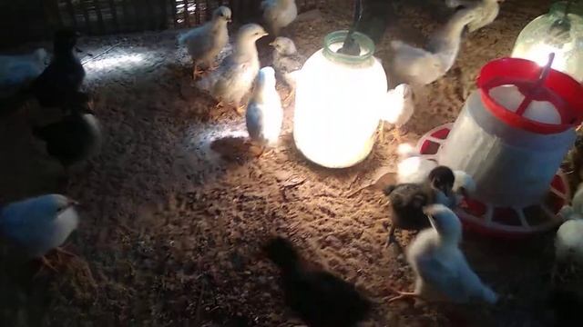 цыплята адлерская серебристая возраст 1 неделя??? смотреть онлайн