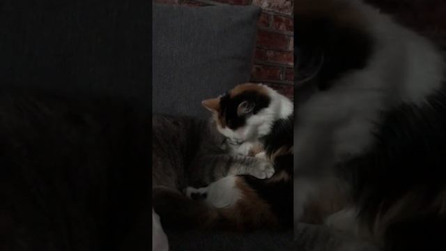 Эй детка, умывай меня полностью! Шанти любимка , Кокос брутальный кот американский бобтейл смотреть онлайн