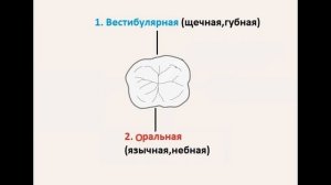 поверхности зуба кратко