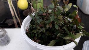 Пираканта, размножение черенками.