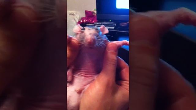 Лысый мышь смотреть онлайн