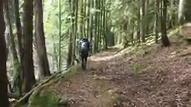 Учет оленей в Кавказском заповеднике 2017 (сжатая версия) смотреть онлайн