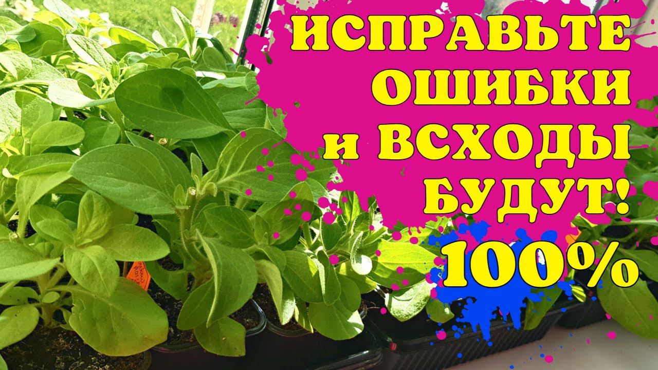 ИСПРАВЬТЕ ОШИБКИ и ВСХОДЫ БУДУТ! Сеем ПЕТУНИЮ БЕЗ ПИКИРОВКИ! смотреть онлайн