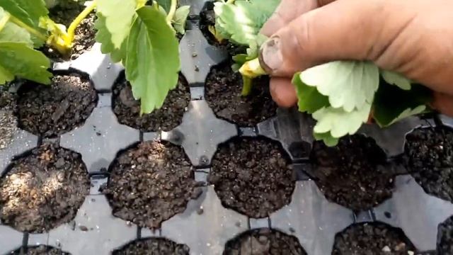 Как сделать рассаду клубники легко и много. смотреть онлайн