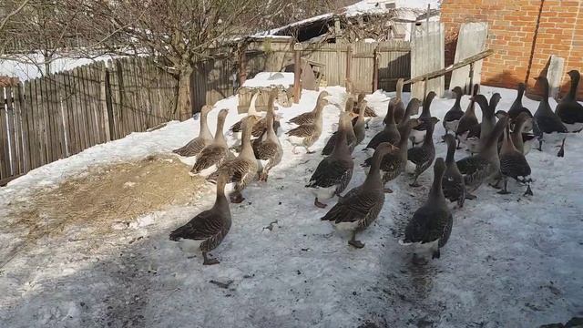 Наконец-то разделил гусей по породам / крупная серая / датский легарт / мамут смотреть онлайн