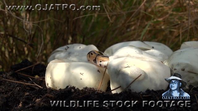 Pythons Hatching 01 Narration смотреть онлайн