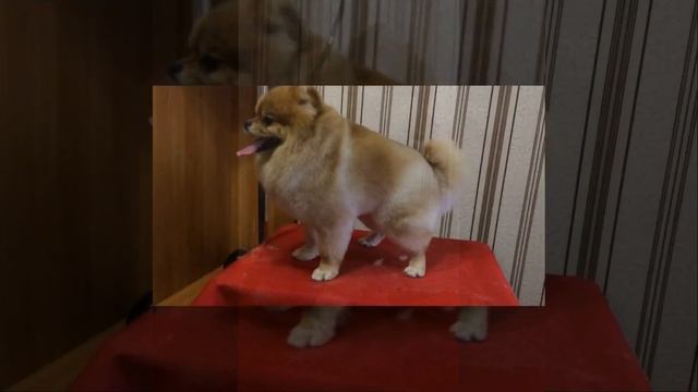 Стрижка шпица до и после смотреть онлайн