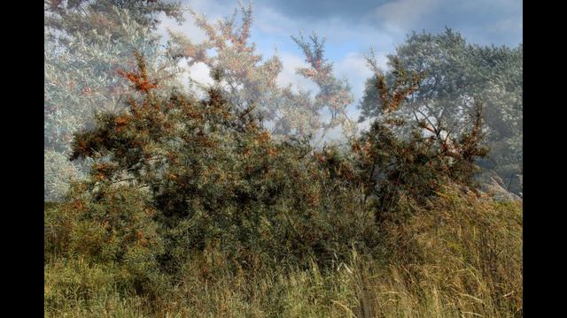 КРАСОТА И АД, СУЩЕСТВУЮЩИЕ РЯДОМ