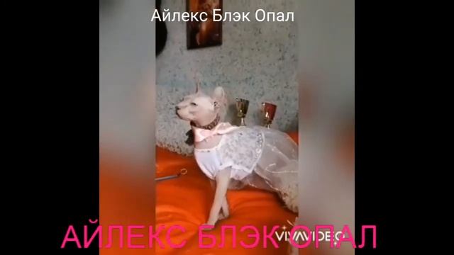 Кошка эльф сил-пойнт АЙЛЕКС БЛЕК ОПАЛ смотреть онлайн