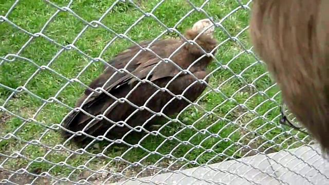 Грифы в зоопарке 3 смотреть онлайн