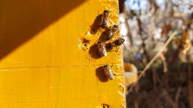 🐝Зимний Облет Пчел в Дагестане🐝 смотреть онлайн