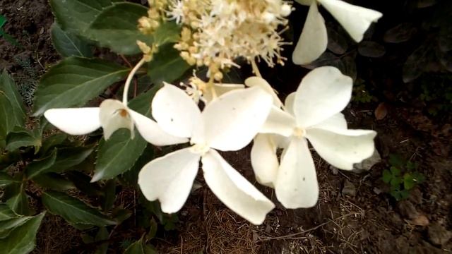 Гортензія Грейт Стар/Great Star Hydrangea paniculata. Ukraine 2022 смотреть онлайн