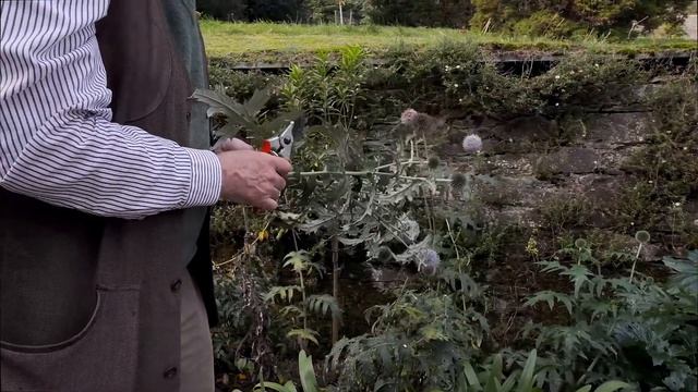 Echinops flower heads - Burncoose Nurseries смотреть онлайн