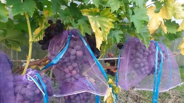 Калининградский виноград. Лёлик. смотреть онлайн