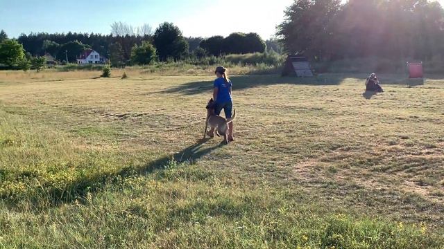 IBGH-1 Exam With Belgian Malinois Euros Iz Gratsiano III Сдача испытаний по IGBH-1 с малинуа.