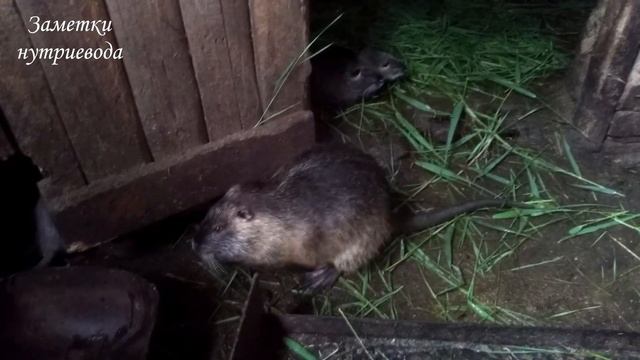 КАК КОРМИТЬ БЕРЕМЕННЫХ САМОК смотреть онлайн