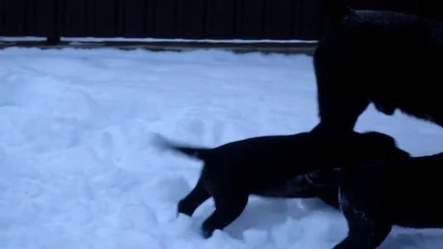 на продажу щенки кане корсо 2 месяца, cane corso for sale смотреть онлайн