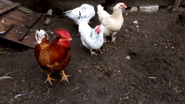 Адлерские куры смотреть онлайн