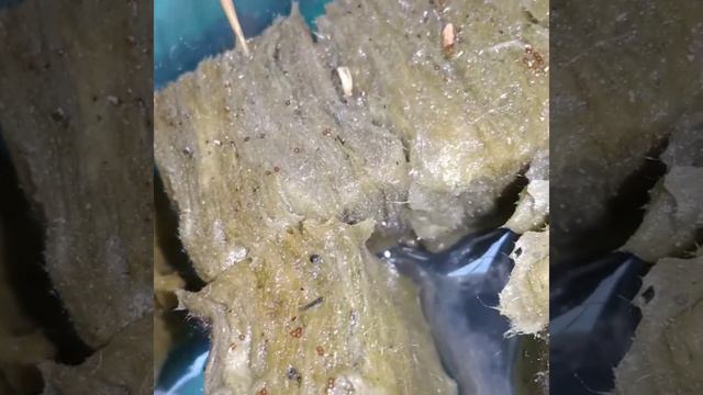 SUKSES Semai Bunga Petunia