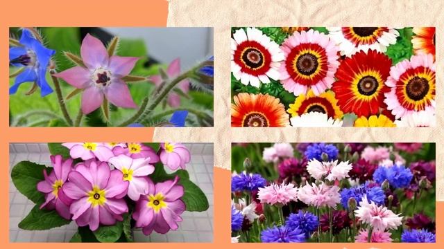 Выращивание пищевых съедобных цветов смотреть онлайн