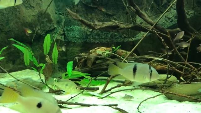 American cichlids biotope 450L (update) смотреть онлайн