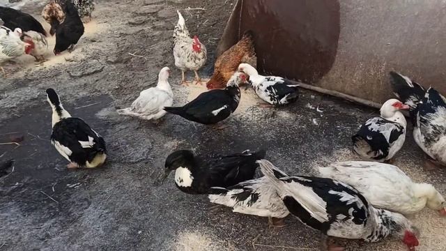 ИНГУШЕТИЯ/ ТХА КОТАМ БОАБИШЬК/ АЗ ЦАН ДУ ДОАЛ/ НА ИНГУШСКОМ ЯЗЫКЕ смотреть онлайн